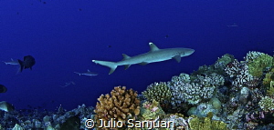 Shark by Julio Sanjuan 